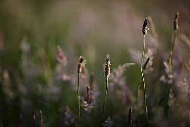 4chan论坛泄露卡普空TGS发布会内容 《逆转裁判》或有新作